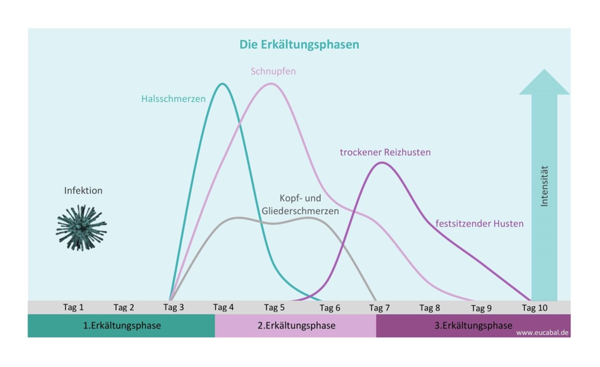 Die drei Erkältungsphasen Krankheitsverlauf Eucabal